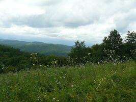 The blossoming meadows on slopes of hills. photo