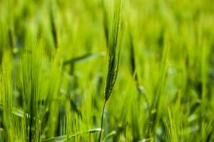 field of green immature barley. Spikelets of barley. The field is barley, Rural landscape. photo