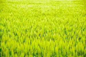 field of green immature barley. Spikelets of barley. The field is barley, Rural landscape. photo