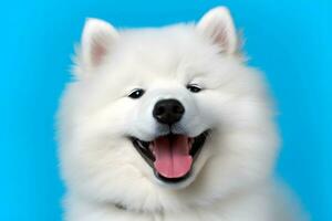 AI generated Cute Samoyed dog on blue color background. Neural network AI generated photo