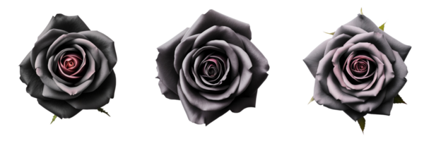 ai gerado Preto rosa em transparente fundo png