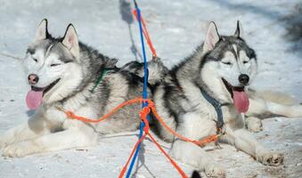 Siberian Husky dogs in winter season of Siberia, Russia. Siberian Husky is a working dog breed for sled-pulling, guarding etc. photo