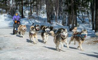Listvyanka, Russia - 04-03-2020 - Tourist playing dog sledding in Listvyanka a small town in Irkutsk Oblast on the shores of Lake Baikal. It is a fantastic way to experience the beauty of nature. photo