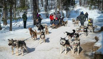 Listvyanka, Russia - 04-03-2020 - Tourist playing dog sledding in Listvyanka a small town in Irkutsk Oblast on the shores of Lake Baikal. It is a fantastic way to experience the beauty of nature. photo