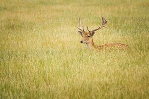 Fallow Deer on meadow photo