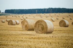 Hay bales on the field after harvest photo