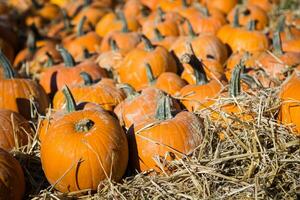 Pile of small pumpkins at the Farmers market. photo