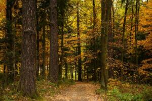 Majestic landscape with autumn leaves in forest. photo