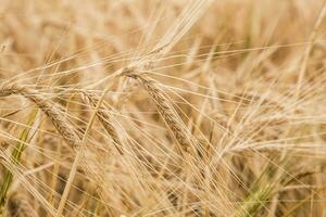 Golden ears of wheat on the field photo