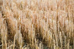 filas de rastrojo cosechado trigo campo foto