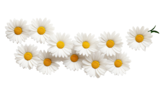 AI generated High-Quality Daisy Chain in Full Bloom png