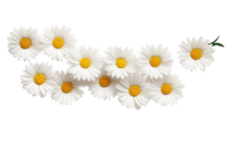 ai genererad hög kvalitet daisy kedja i full blomma png