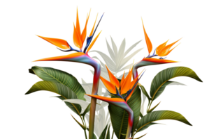 AI generated High-Quality Floral Arrangement with Exotic Paradise Blooms On Transparent Background. png