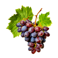 ai gerado vermelho uvas isolado em uma transparente fundo png