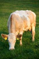 Brown and white dairy cow in pasture, Czech Republic photo
