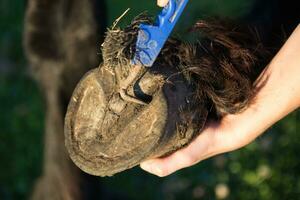 Picking a hoof with a hoof pick photo