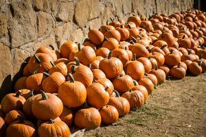 Pumpkins piled against a rustic stone wall photo