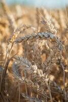 Detail of a ripe ear of rye photo