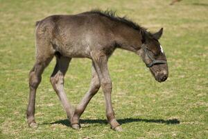 Foal of Old Kladrub black horse photo