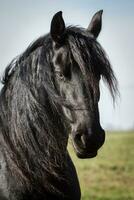 Portrait beauty friesian horse photo