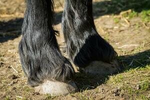 Detail of front hooves horse - Friesian horse photo