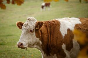 Brown and white dairy cow in pasture, Czech Republic photo