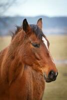 Portrait of brown horse photo