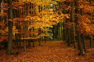 Autumn trees in park photo