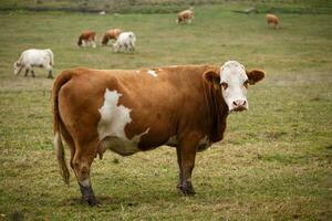 Cows grazing on autumn pasture photo