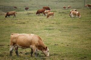 vacas en pastos de otoño foto