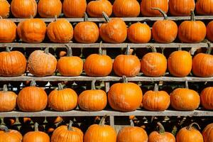 pila de pequeño calabazas a el agricultores mercado. foto