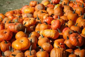 Pile of small pumpkins at the Farmers market. photo