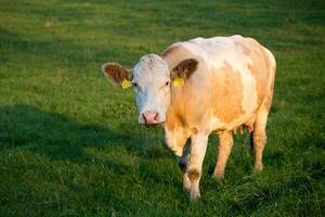 Brown and white dairy cow in pasture, Czech Republic photo