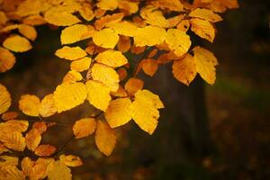 colección de hermosas hojas de otoño coloridas foto