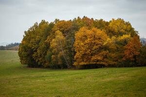 Majestic landscape with autumn leaves in forest. photo