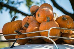 Pile of small pumpkins at the Farmers market. photo