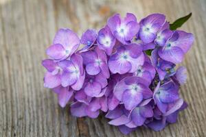 Blue hydrangea flower over wooden background. photo