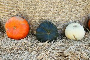 pila de pequeño calabazas a el agricultores mercado. foto