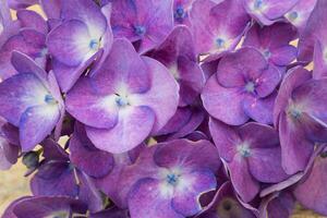 flores de hortensia azul foto