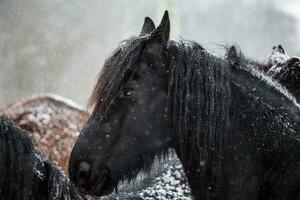 Friesian horse and snowfall photo