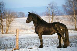 Friesian horse in winter photo