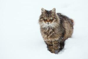 atigrado gato en nieve foto