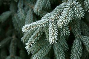 Coniferous branches covered with hoarfrost. Close up. photo