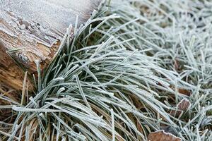 Closeup of frosty grass photo