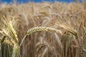 Gold wheat field before the storm photo