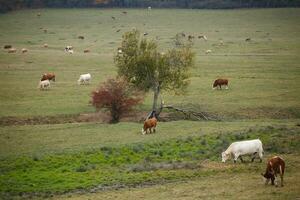 Cows on autumn pasture photo