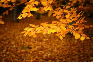 Collection of Beautiful Colorful Autumn Leaves photo