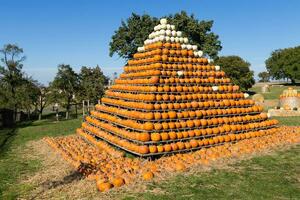 Pile of small pumpkins at the Farmers market. photo