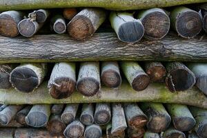 Frost on a pile of firewood photo