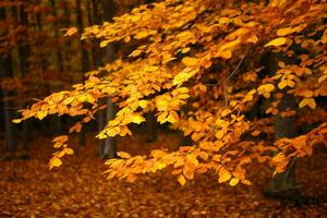 Collection of Beautiful Colorful Autumn Leaves photo